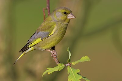 BUITEN BEELD Foto: 80835