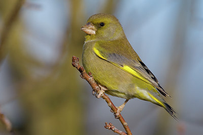 BUITEN BEELD Foto: 80837