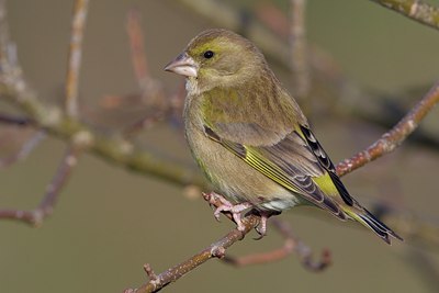 BUITEN BEELD Foto: 80844