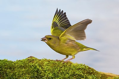 BUITEN BEELD Foto: 80852