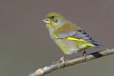 BUITEN BEELD Foto: 80858