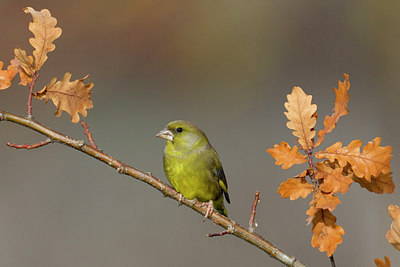 BUITEN BEELD Foto: 80862