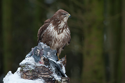 BUITEN BEELD Foto: 80875