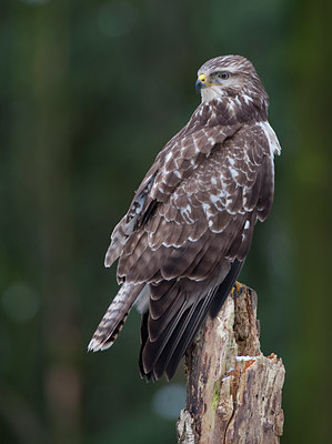 BUITEN BEELD Foto: 80877