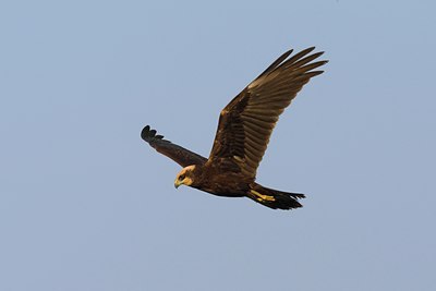 BUITEN BEELD Foto: 80891