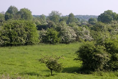 BUITEN BEELD Foto: 80903
