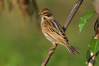 BUITEN BEELD Foto: 80950