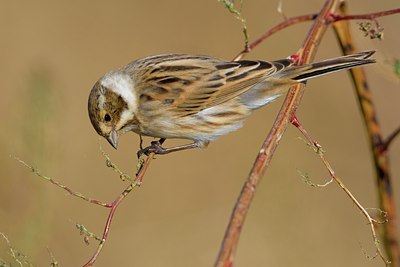 BUITEN BEELD Foto: 80954