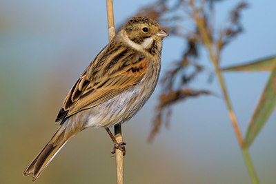 BUITEN BEELD Foto: 80964