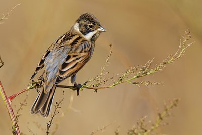 BUITEN BEELD Foto: 80965