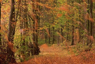 BUITEN BEELD Foto: 80993