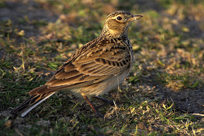 BUITEN BEELD Foto: 81002