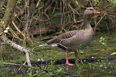 BUITEN BEELD Foto: 81004