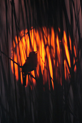 BUITEN BEELD Foto: 81007