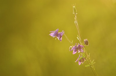 BUITEN BEELD Foto: 81077