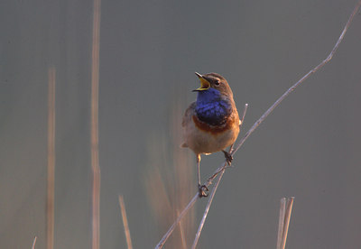 BUITEN BEELD Foto: 81110