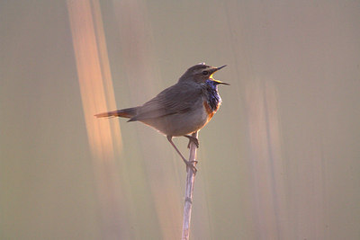 BUITEN BEELD Foto: 81112