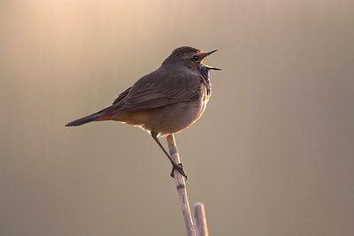 BUITEN BEELD Foto: 81116