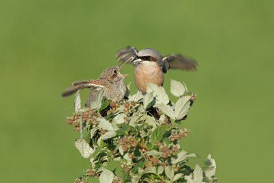 BUITEN BEELD Foto: 81129