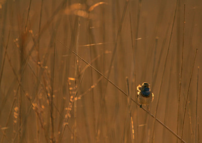 BUITEN BEELD Foto: 81176