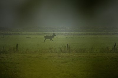 BUITEN BEELD Foto: 81241
