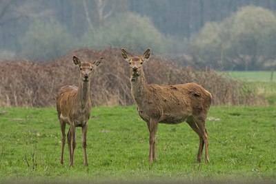 BUITEN BEELD Foto: 81242