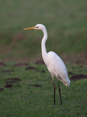 BUITEN BEELD Foto: 81251