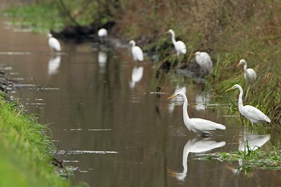 BUITEN BEELD Foto: 81295