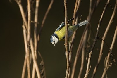 BUITEN BEELD Foto: 81301