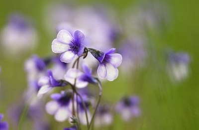 BUITEN BEELD Foto: 81344
