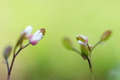 BUITEN BEELD Foto: 81351