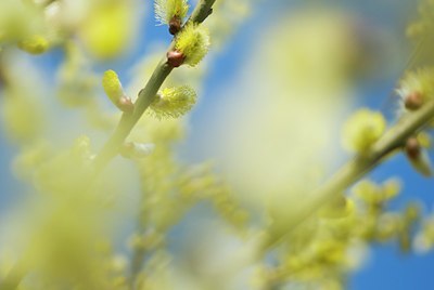 BUITEN BEELD Foto: 81374
