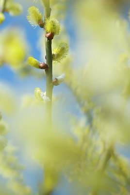 BUITEN BEELD Foto: 81377