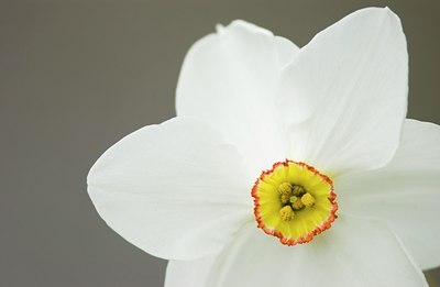 BUITEN BEELD Foto: 81384