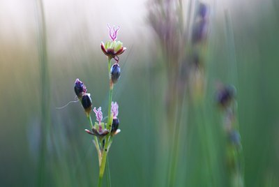 BUITEN BEELD Foto: 81399