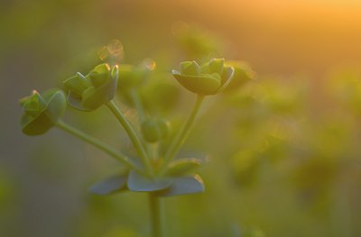 BUITEN BEELD Foto: 81421