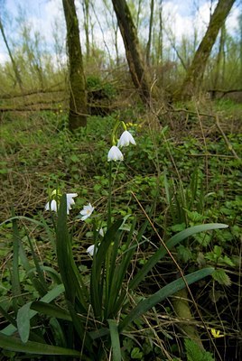 BUITEN BEELD Foto: 81437