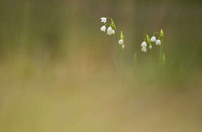 BUITEN BEELD Foto: 81439