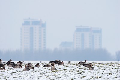 BUITEN BEELD Foto: 81458