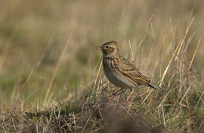 BUITEN BEELD Foto: 81491