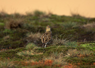 BUITEN BEELD Foto: 81496
