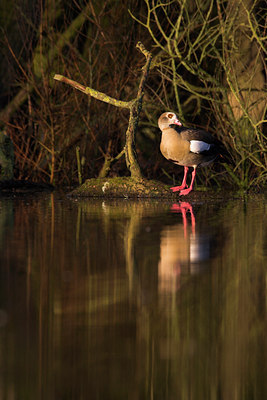 BUITEN BEELD Foto: 81499