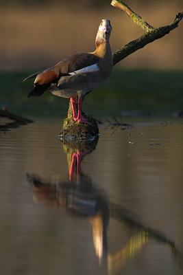 BUITEN BEELD Foto: 81501
