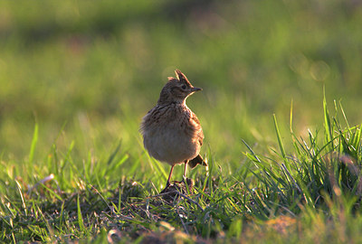 BUITEN BEELD Foto: 81504