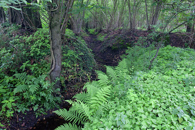 BUITEN BEELD Foto: 81534