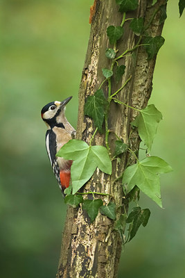 BUITEN BEELD Foto: 81540
