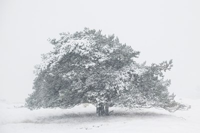 BUITEN BEELD Foto: 81544