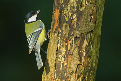 BUITEN BEELD Foto: 81545
