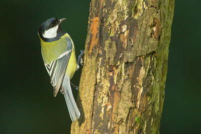 BUITEN BEELD Foto: 81547