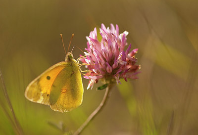 BUITEN BEELD Foto: 81565